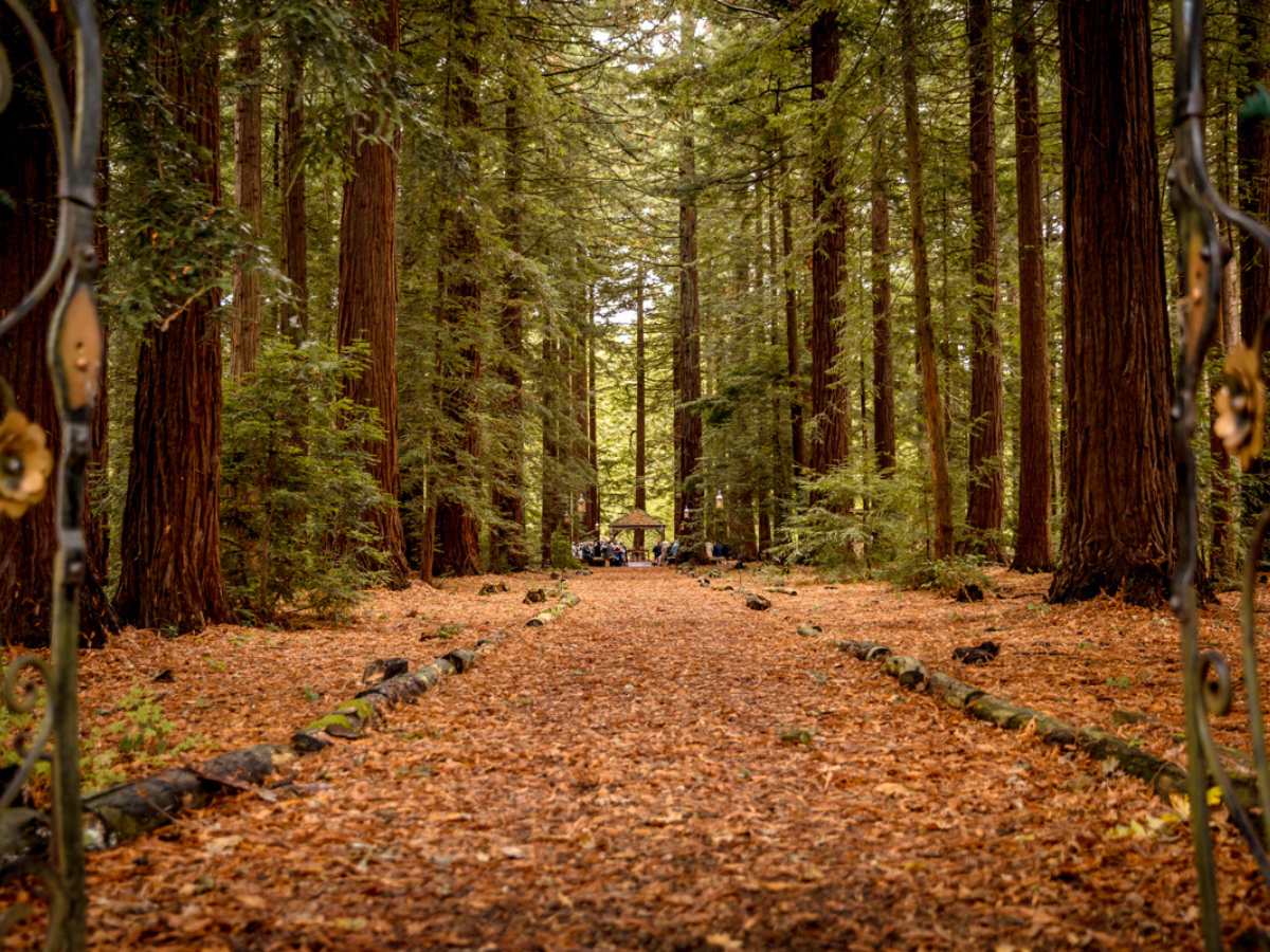 polyamorous woodland wedding A beautiful autumn redwood forest. We are looking through some gates into the forest aisle
