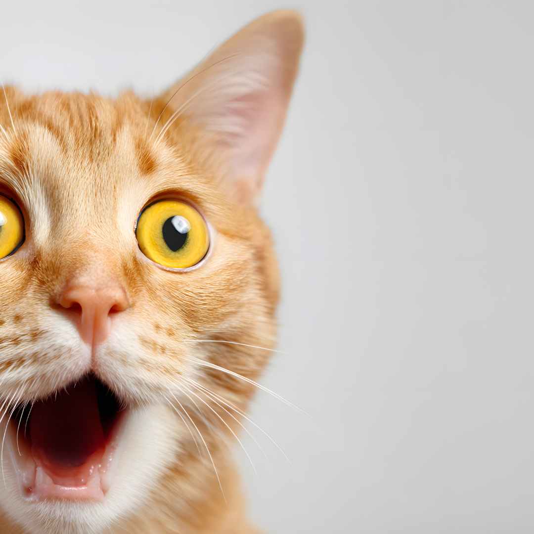 A ginger cat with his mouth open and a startled expression on his face. He has amber coloured eyes.